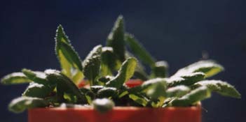 1 Auf krummen Touren Abbildung 1.5: Vegetative (links) und blühende (rechts) Arabidopsis thaliana -Pflanze /arabidopsis Ph Co Hy Ph Abbildung 1.