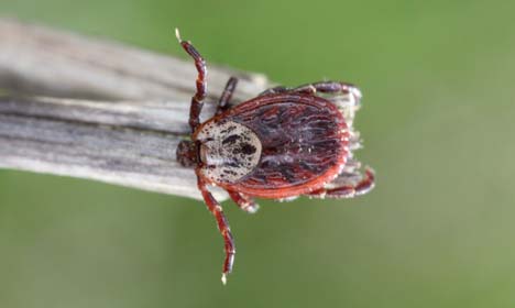 2004 wurden die ersten Fälle aus den Niederlanden bekannt. Der Erreger: Auch die Babesien sind Protozoen (Einzeller).