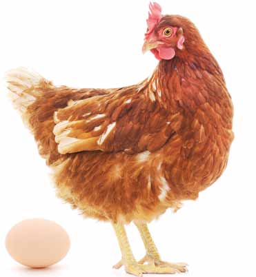 FAZIT ZU DEN KAPITELN 1 3 KAPITEL 4: FOODWATCH-FORDERUNGEN UND UMSETZBARKEIT Die Kennzeichnung der Haltungsform bei unverarbeiteten Eiern bewirkt weder tiergerechte Zustände für Legehennen noch