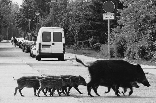 Tekst 7 Hauptstadt der Wildschweine Immer mehr Wildschweine verlassen die Wälder und ziehen in die Stadt. In Berlin machen 8 000 von ihnen Gärten, Parks und Straßen unsicher.