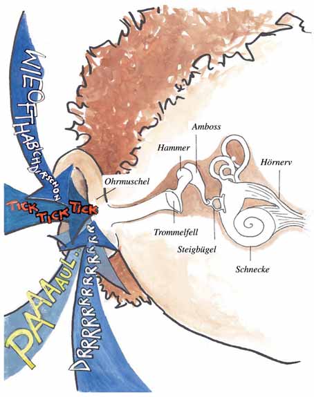 Die Ohrmuschel, als einzig sichtbarer Teil des Hörorgans, leitet die Geräusche durch eine schmale Röhre, den Gehörgang, zu den im Kopf verborgenen Abschnitten des Ohrs.