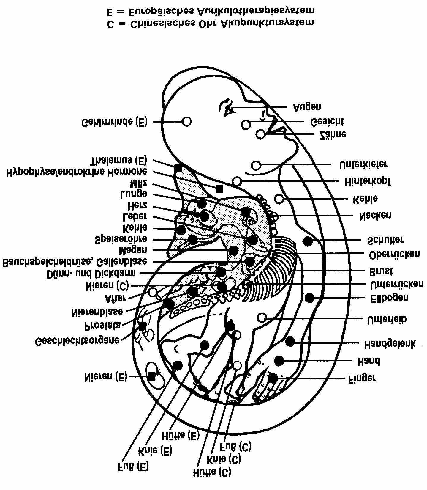 Abbildung 13: Der»kleine Mann im Ohr«. Akupunkteure haben herausgefunden, dass die Akupunkturpunkte im Ohr die Umrisse eines stark verkleinerten Menschen bilden.