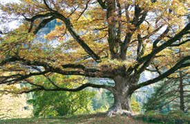 Endlich auch als Kalender: Bilder aus dem Bestseller «Baum riesen der Schweiz»!