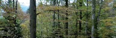 Schwarzspecht Beziehungskiste Verlauf: Ein Wald ist voller Leben, vom Boden bis zu den Wipfeln. In jeder Etage bieten sich andere Lebensmöglichkeiten.