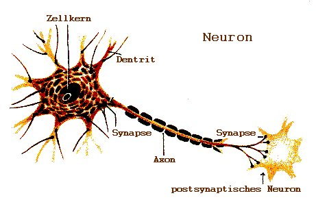 So lernt das Gehirn Kleines ABC der Neuronen Neuronen und Synapsen Wer das Gehirn und Lernen verstehen möchte, kommt ohne einen Blick auf dessen Grundbausteine, die Nervenzellen (Neuronen) nicht aus.