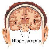 Wo geht s hier zum Hippocampus?