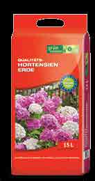 Bauern-Hortensie Hydrangea macrophylla
