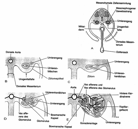 Einleitung 3 Abb. 2; A: Querschnitt durch einen 5 Wochen alten Embryo zur Darstellung des mesonephrogenen Gewebes, aus dem sich die Urnierenkanälchen entwickeln.