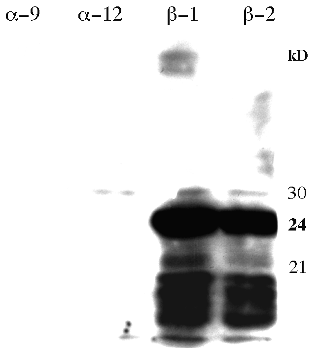 72 Ergebnisse Abb.4.13.:Darstellung von IFN-β in der SDS-PAGE (Coomassie) nach Aufreinigung über eine Nickelsäule (Xpress-System: Invitrogene). P: Probe; M: Marker Durch Immunisierung von Mäusen (3.