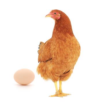 Die Eintrittsbarrieren für LNG als Kraftstoff sind hoch Was fehlt, um das Henne Ei Problem anzugehen?