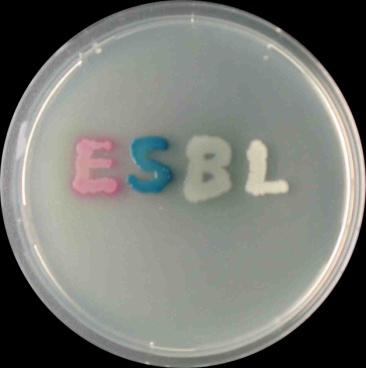 ESBL Extended-Spectrum β-lactamases β-lactam hydrolysierende Enzyme, gebildet von vielen Enterobacteriaceae Ursprung TEM-1 > 190 Enzymvarianten >