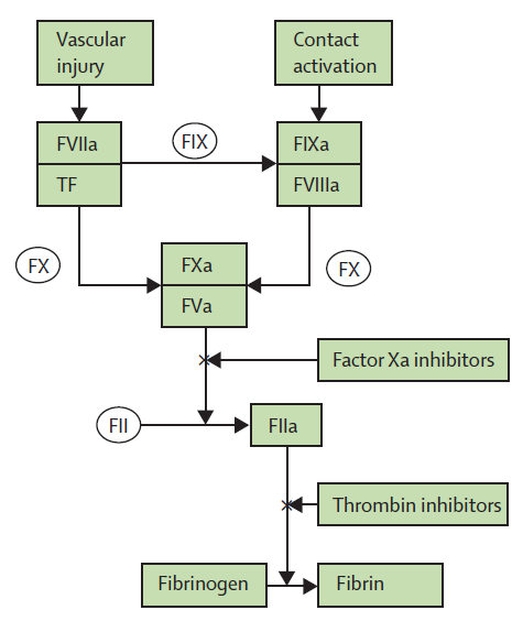 Neue orale Antikoagulantien Studien zu VHF Rivaroxaban (ROCKET AF) Apixaban