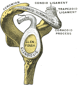 Rubrik: Theoretischer Hintergrund 4.2.2 Biceps-Labrumkomplex Das Labrum glenoidale setzt sich zusammen, aus einem Teil der Gelenkkapsel und ihren ligamentären Verstärkungen.