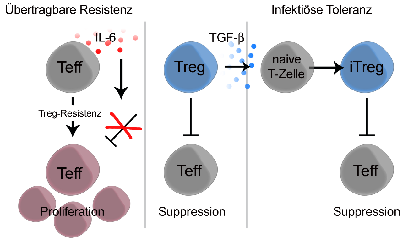 Diskussion Ein weiterer interessanter Aspekt der IL-6-vermittelten Treg-Resistenz wird deutlich, sobald man die Mechanismen der immunregulatorischen Zytokine TGF-β und IL-10 mit in die Überlegungen