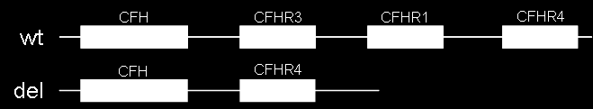 CFHR3 Up CFHR3 Up CFHR3 Ex1 CFHR3 Ex6 CFHR1 Ex6 CFHR3 Ex2 CFHR1 Ex3 CFHR3 In4 CFHR3 Ex3 CFHR1 Ex5 CFHR1 Ex6 CFHR3 Up CFHR3 Up CFHR3 Ex1 CFHR3 Ex6 CFHR1 Ex6 CFHR3 Ex2 CFHR1 Ex3 CFHR3 In4 CFHR3 Ex3