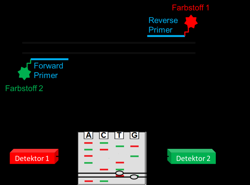 Sequenzierung 6 am Ende des Gels positioniert sind, zeichnen die zwei unterschiedlichen Fluoreszenzsignale auf (vgl. Abbildung 2-3).