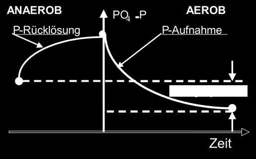 22 Barjenbruch phatspeicher als Energiequelle nutzen zu können, um weiterhin Reservestoffe wie Poly-ß-hydroxibuttersäure (PHB) zu synthetisieren.