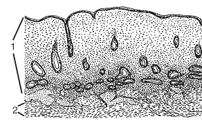 Material und Methoden Die präparierten Schichtbereiche des Uterusgewebes sind in Abbildung 4 dargestellt. Endometrium: Frühe Proliferationsphase 1. Endometrium mit Stratum functionale endometrii 2.