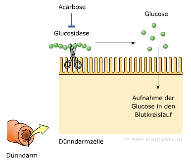 Alpha-Glukosidase-Inhibitoren Wirkprinzip (Kompetitive) Enzymhemmung Inkomplette