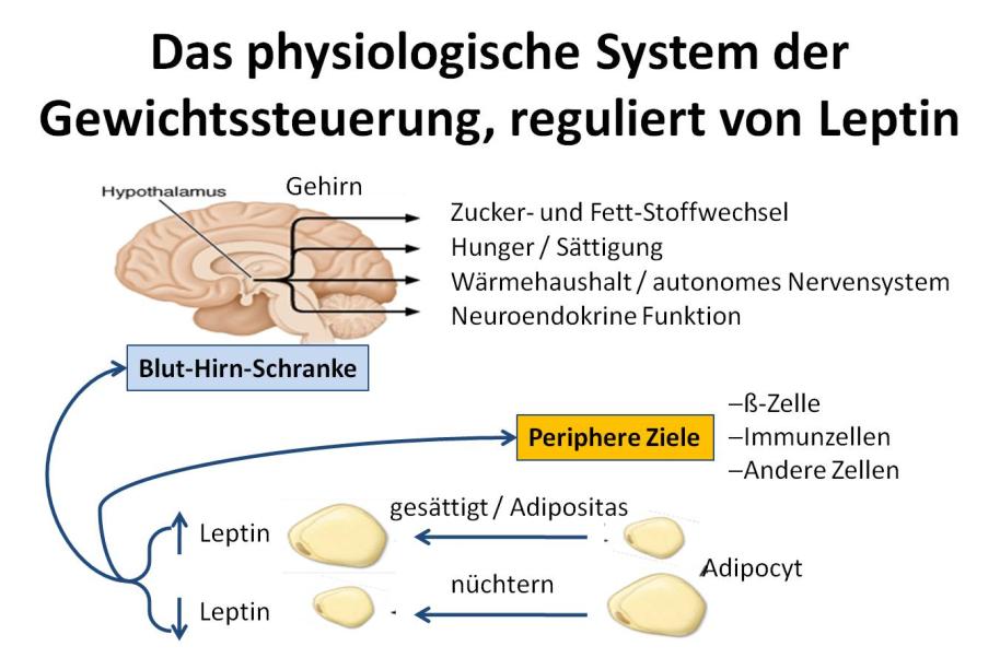 Abb. 12: das physiologische System reguliert von Leptin.