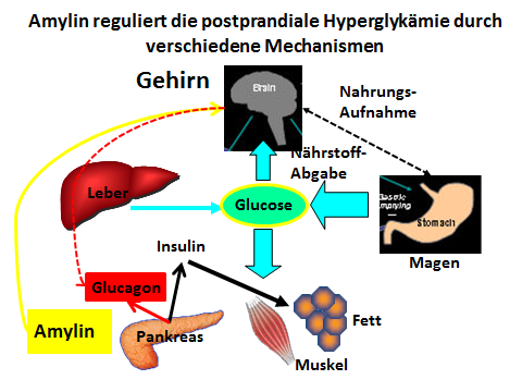Abb. 26: Amylin und die Regulation der Hyperglykämie Amylin wird parallel zu Insulin aus den Inselzellen ausgeschüttet und senkt den Blutzucker-Anstieg nach dem Essen.