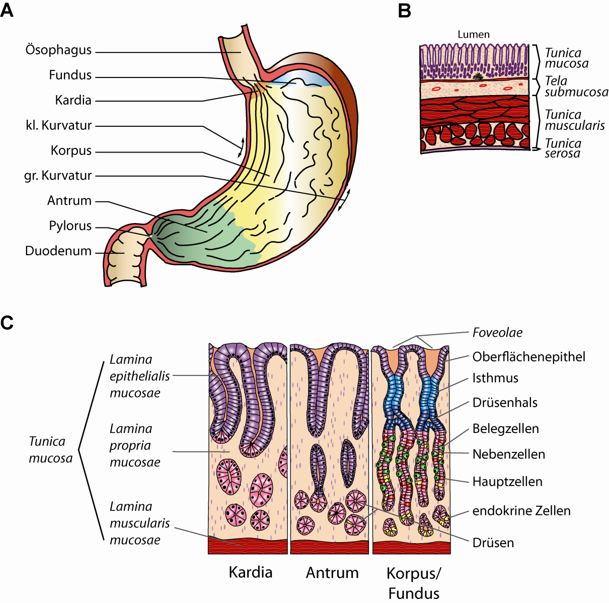 2 Einleitung Abb. 1: Anatomie und Histologie des Magens. A) Makroskopie: der Magen befindet sich im Gastrointestinaltrakt zwischen Ösophagus und Duodenum.