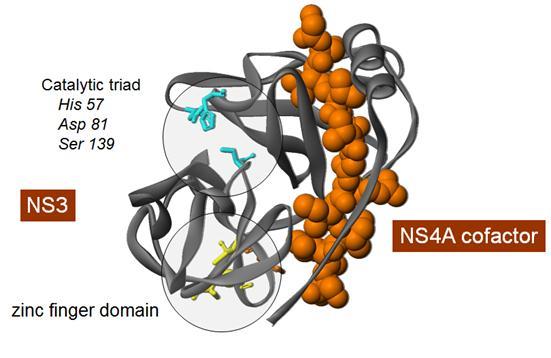 Translation und Polyproteinprocessing Polyprotein 3011 AA C E1 E2 p7 NS2 NS3 NS4A NS4B NS5A