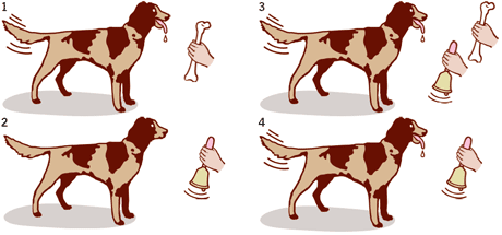 105 Klassisches Kontitionieren (Pawlow) Pawlowscher Hund 1. Futter Speichel fließt 2. Glocke kein Speichel 3. Futter + Glocke Speichel (mehrmals wiederholt) 4.