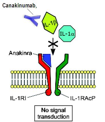 IL-1- Antagonisten Anakinra (Kineret ) -