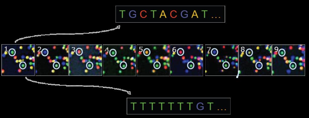 Amplifikation einzelne DNA-Fragmente Räumliche Trennung durch