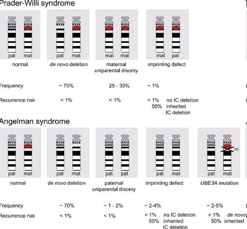 Prader-Willi- / Angelman-Syndrom Prader-Willi-Syndrom > 99% der PWS-Patienten können durch eine Deletions- und Methylierungsmuster - Analyse erkannt werden.