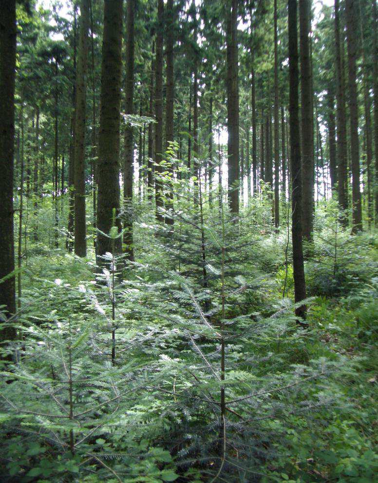 Wie weit reicht der Versicherungsschutz für Waldbesitzer und