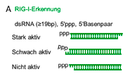 ppp-gruppe und Teile des RNA-Rückgrates der RNA-Helixstruktur, während eine aromatische Seitengruppe für die Erkennung des terminalen Basenpaares verantwortlich ist [4] (Abb. 3).