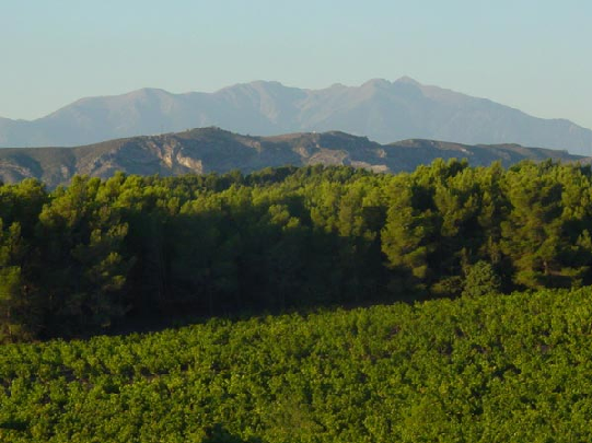 ROUSSILLON / Côtes du Roussillon Trinidad et Jean-Pierre Séguela Domaine Séguela in Rasiguères 16.36.r 16.39.ro 16.37.r 16.35.w 16.38.