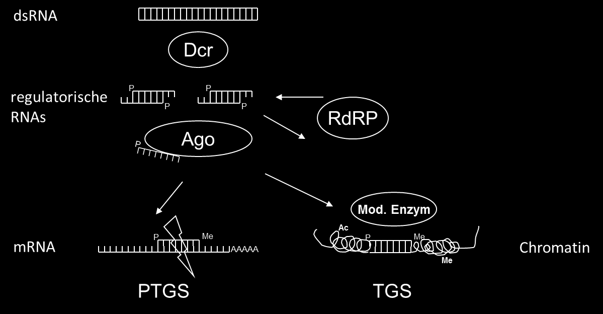 Einleitung Abbildung1.1: Schematische Darstellung der RNA-Interferenz im Allgemeinen.