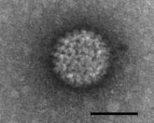 1-3 nm 1 2 nm 1-3 nm Virus