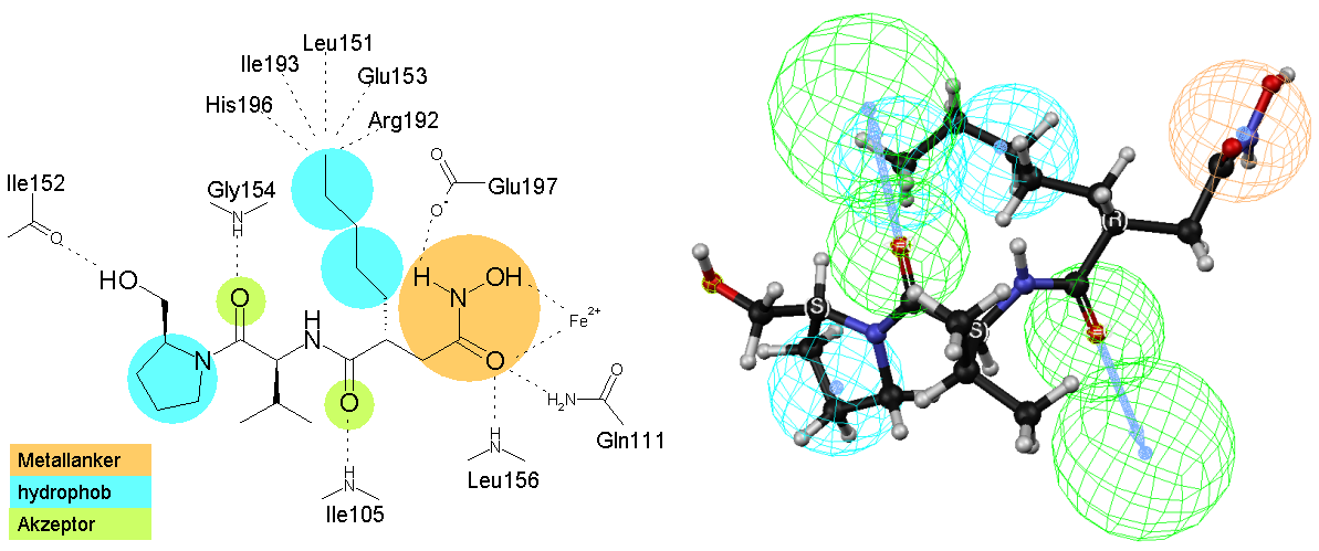 7.4 Generierung von Pharmakophorhypothesen für PDF-Inhibitoren 129 xylgruppe bildet eine Wasserstoffbrücke zur Carbonylgruppe der Hauptkette von Ile152 aus.