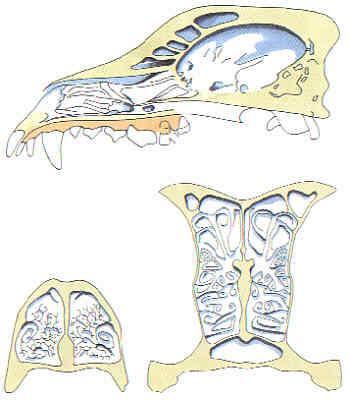 Hunde "schmecken" Gerüche auch über das Jacobsonsche Organ (Vomeronasalorgan), welches sich im Gaumen befindet.
