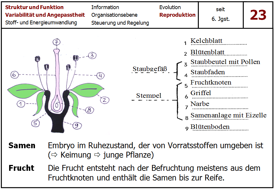 GW - Nr. 18: offener und geschlossener Blutkreislauf Zeichne in folgender Skizze den Weg des Blutes ein. Kennzeichne zusätzlich die Blutgefäße mit sauerstoffreichem Blut.