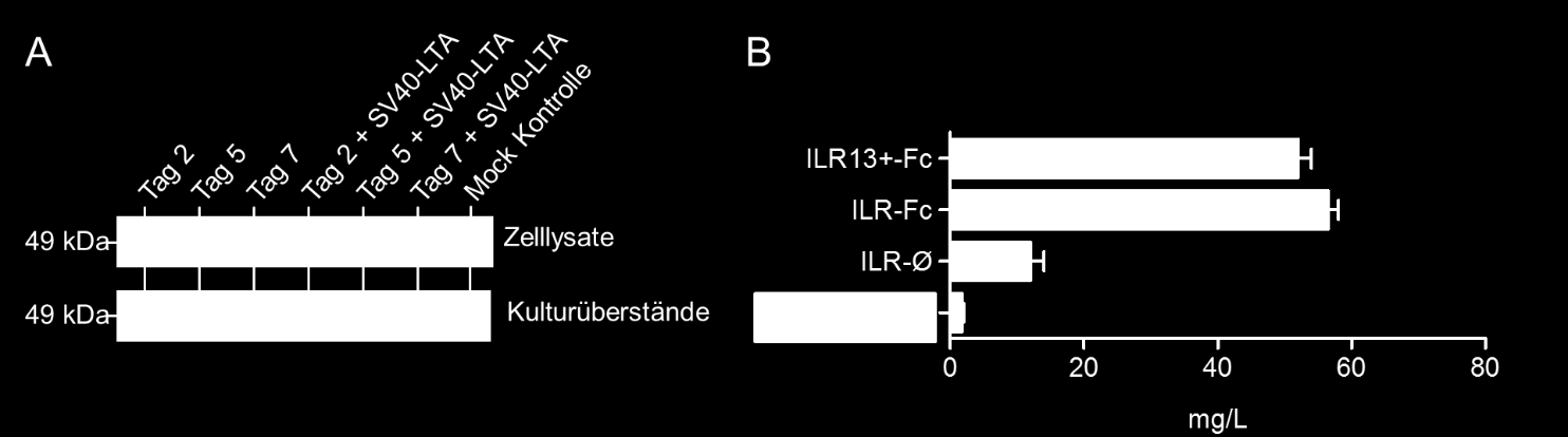 Ergebnisse Zellen sowie im Kulturüberstand nach 2, 5 und 7 Tagen in einem IL-15-spezifischen Westernblot bestimmt wurde. Die Transfektion erfolgte wie in Abschnitt 3.4 beschrieben mit Expifectamine.