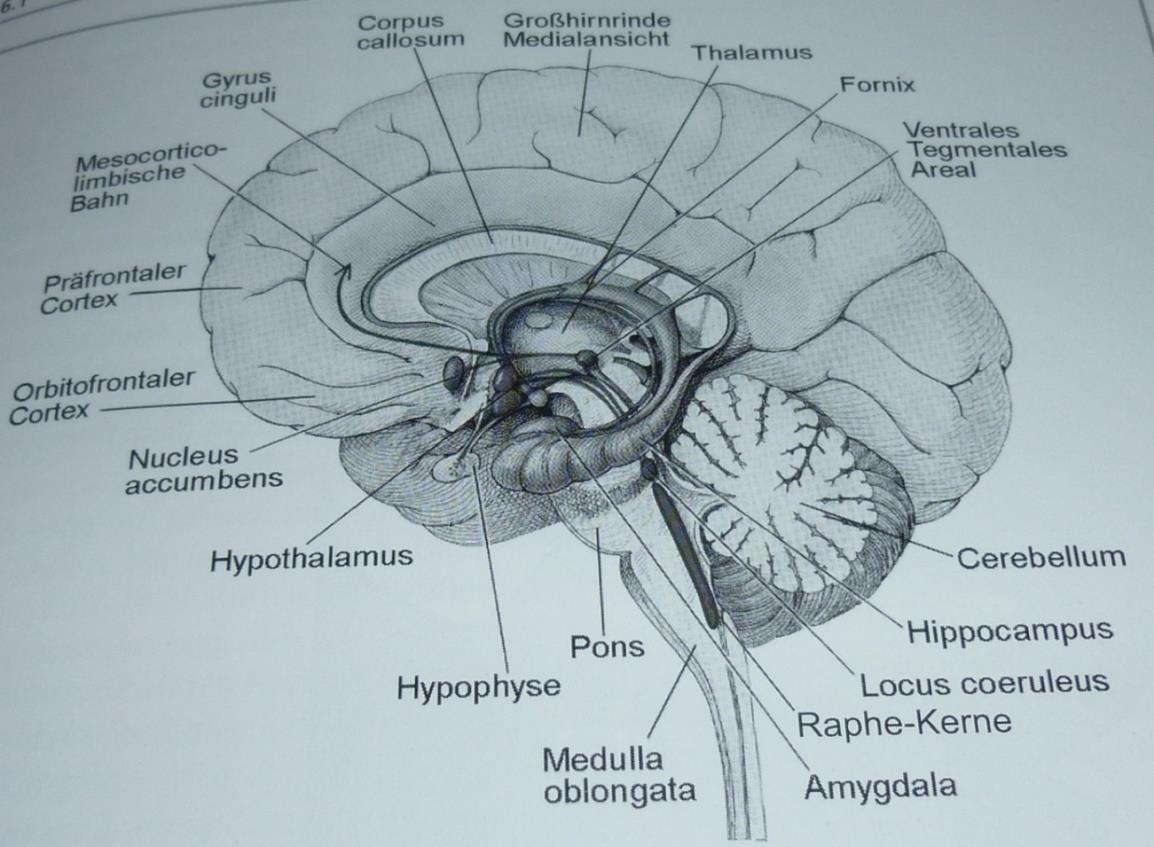 Abbildung 10 (Quelle: SACHSSE, U.; ROTH, G. 2008, S. 75) Die Amygdala, der Hippocampus sowie das mesolimbische System bilden den mittleren Anteil des limbischen Systems.