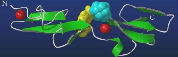 Downing et al. 1996. Cell 85:597-605 Das menschliche Erbgut (DNA) Chromosom 15q21.1 DNA.