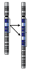 Detection of Gene Mutations Point mutations, small deletions/insertions/inversions, dynamic mutations PCR-based standard qualitative sequencing