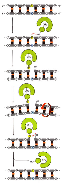 Page 10 of 16 Topoisomerase I Die Typ-I-Topoisomerasen spalten nur einen DNA-Strang.