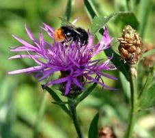 Ausgewählte Resultate Insektenfänge 2013 Analyse Wildbienen Worin besteht der Nutzen der Bienenweiden für die Wildbienen?