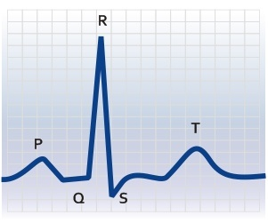 EKG-Oszillator-Übersicht Anatomie des menschlichen Herzens mit Erregungsknoten (aus Engelmann/Witte 2015) Ein Pulsschlag im EKG mit