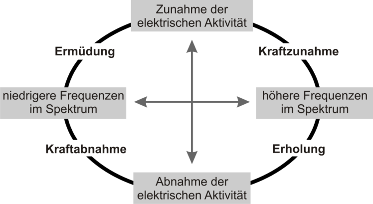 Dissertation Jens Mühlstedt Abb. 5.1: die elektromyografischen Grundgrößen elektrische Aktivität und Medianfrequenz (Lage der Frequenzanteile im Spektrum) und ihr Zusammenhang (z. B.