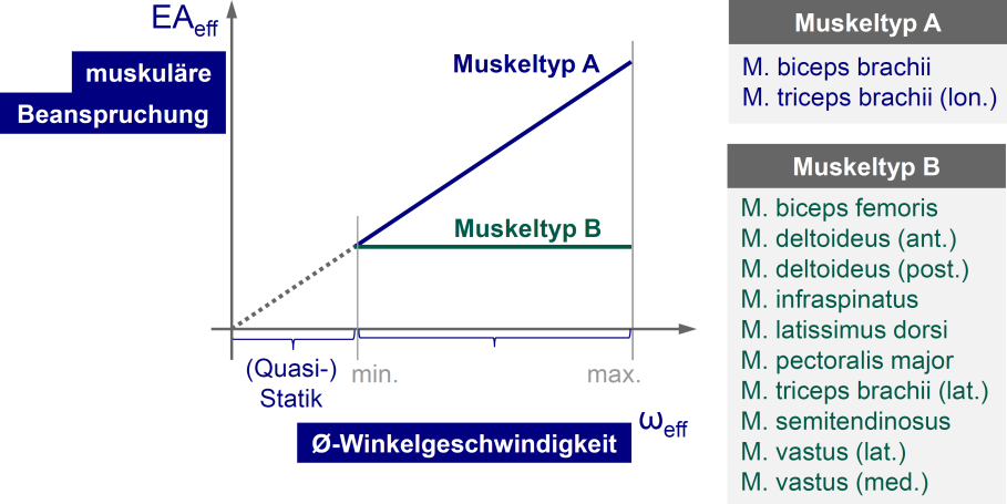 Dissertation Jens Mühlstedt Momentanteils, der die äußere, auf den Körper einwirkende Last beschreibt, steigt die muskuläre Beanspruchung linear mit steigendem Effektivmoment.