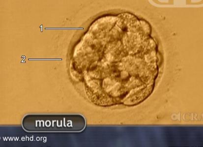 Plazenta/ embryonale Gewebe Es muß sich ein gesamtes, lebensfähiges Individuum bilden können. Befruchtete Eizelle bzw.
