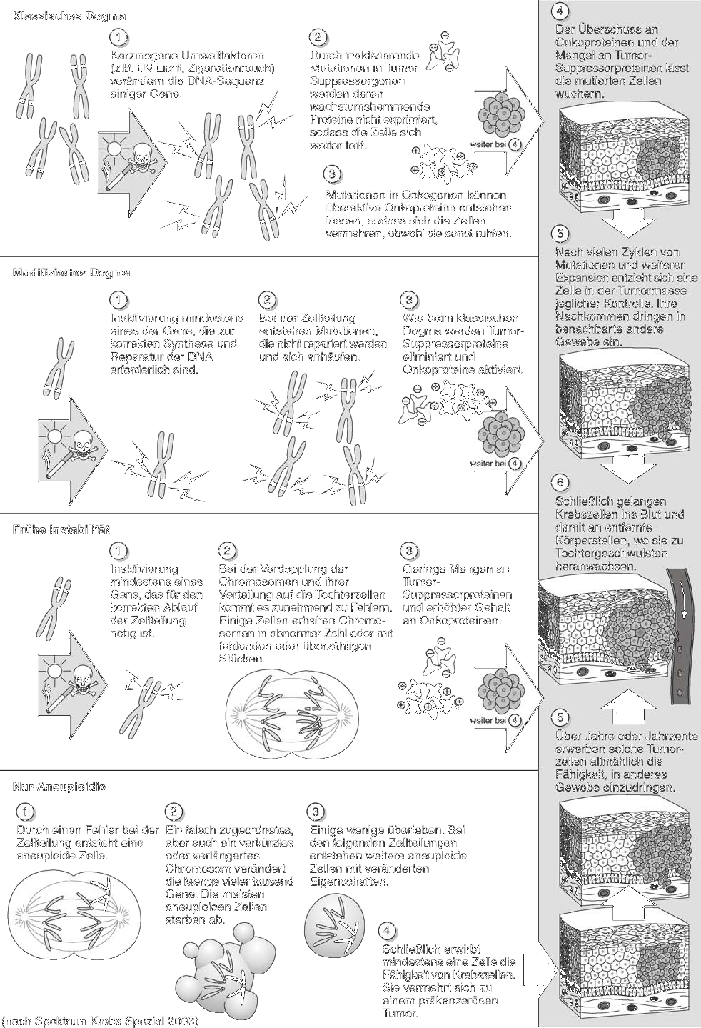 12 Lebewesen und ihre Zellen Teil 2 12